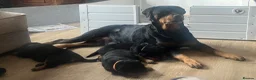 Rottweiler dogs for sale: Rottweiler huge chunky pups ready now 2 girls left - Advert 9