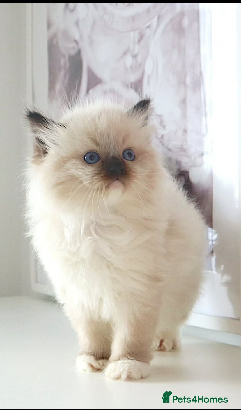 Ragdoll cats INDOOR GCCF REGISTERED RAGDOLL FEMALE KITTEN - Advert 1