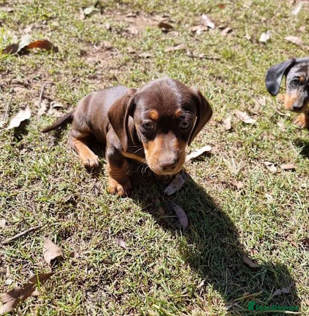 Miniature Dachshund dogs for sale: Amazing purebred mini Dachshunds smoothhair - Image 4