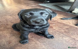Labrador Retriever dogs for sale: Beautiful Labrador Puppies, Family Raised - Image 12