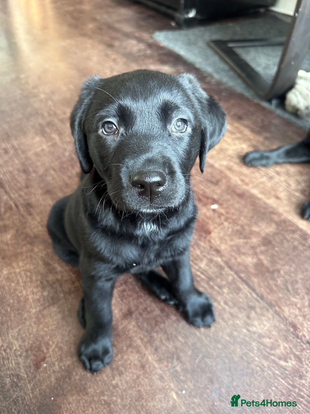 Labrador Retriever dogs for sale: Beautiful Labrador Puppies, Family Raised - Image 12