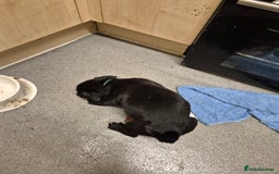 Mixed Breed dogs for sale: Beautiful litter of pups - Image 12