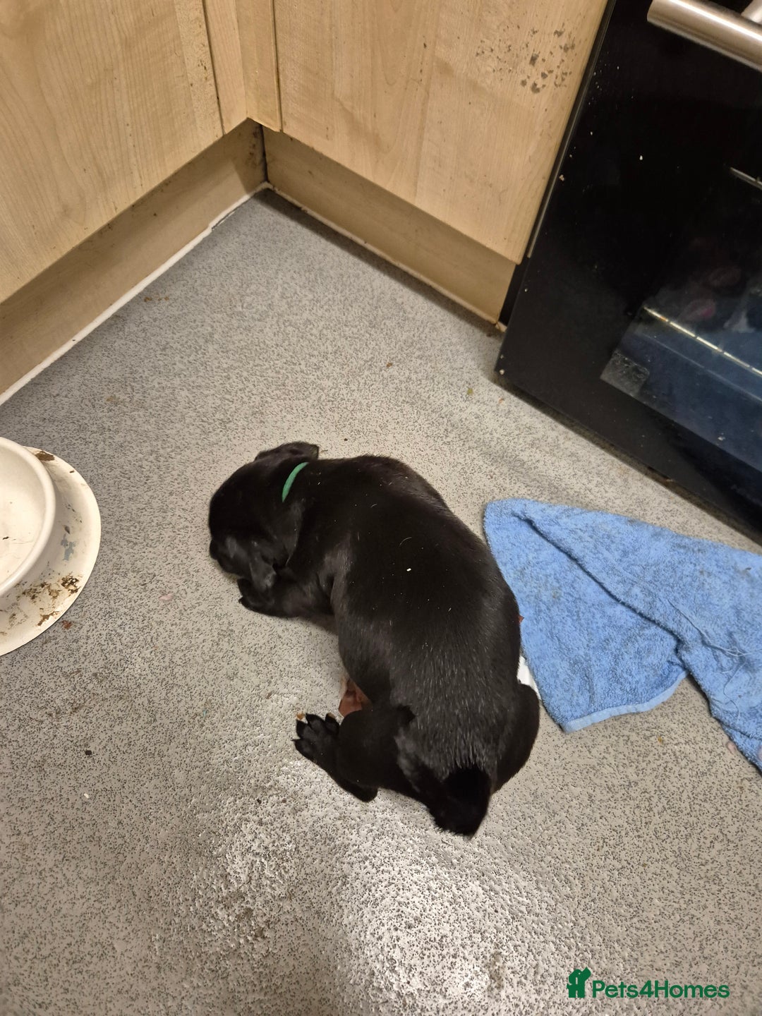 Mixed Breed dogs for sale: Beautiful litter of pups - Image 12