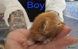 Mixed Breed cats for sale: Adorable Kittens Looking for Their Forever Homes - Image 19