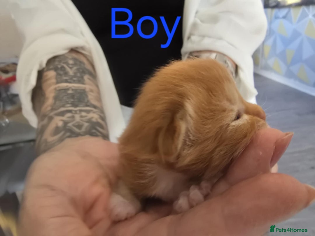 Mixed Breed cats for sale: Adorable Kittens Looking for Their Forever Homes - Image 19