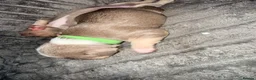 French Bulldog dogs for sale: French bull dog puppies available July  - Advert 17