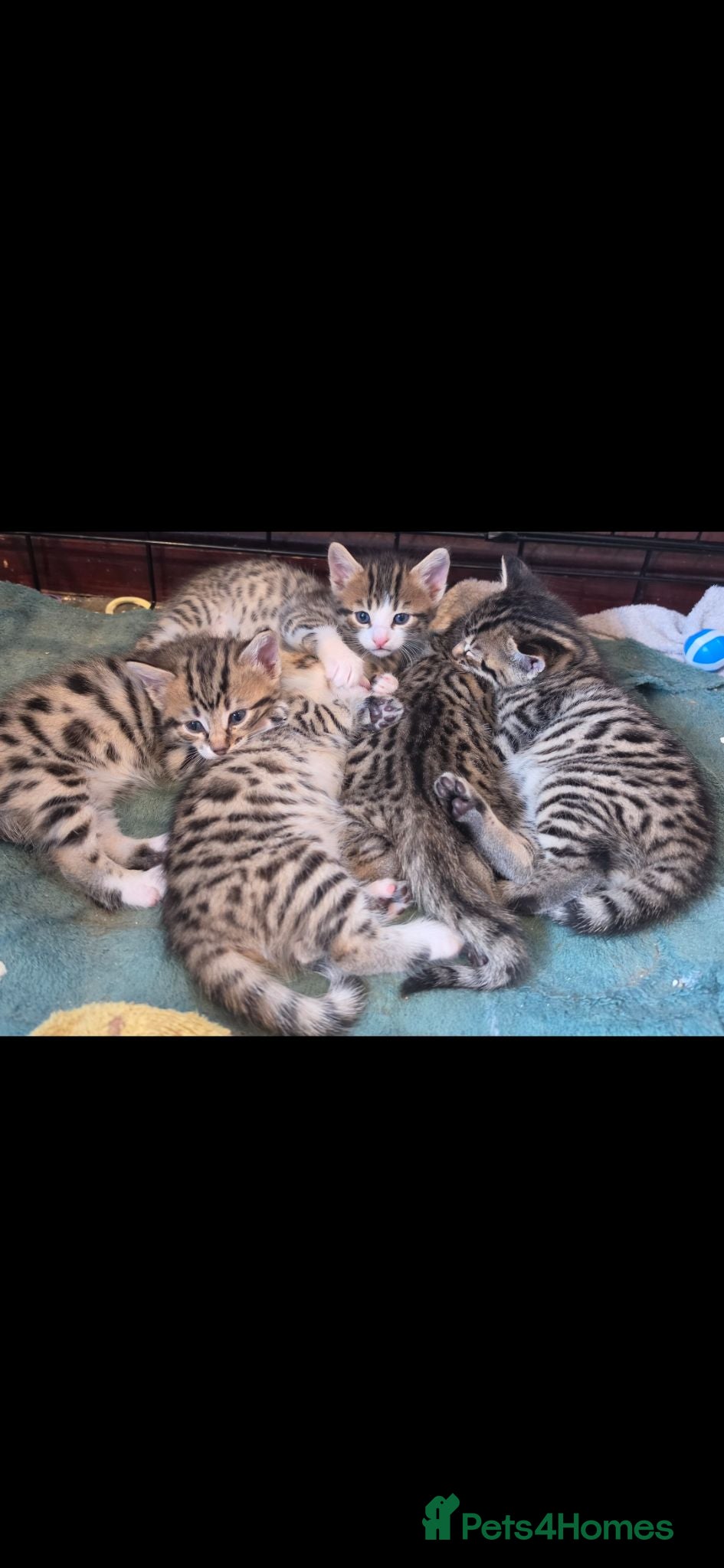Bengal cats Beautiful Bengal cross boy - Advert 1