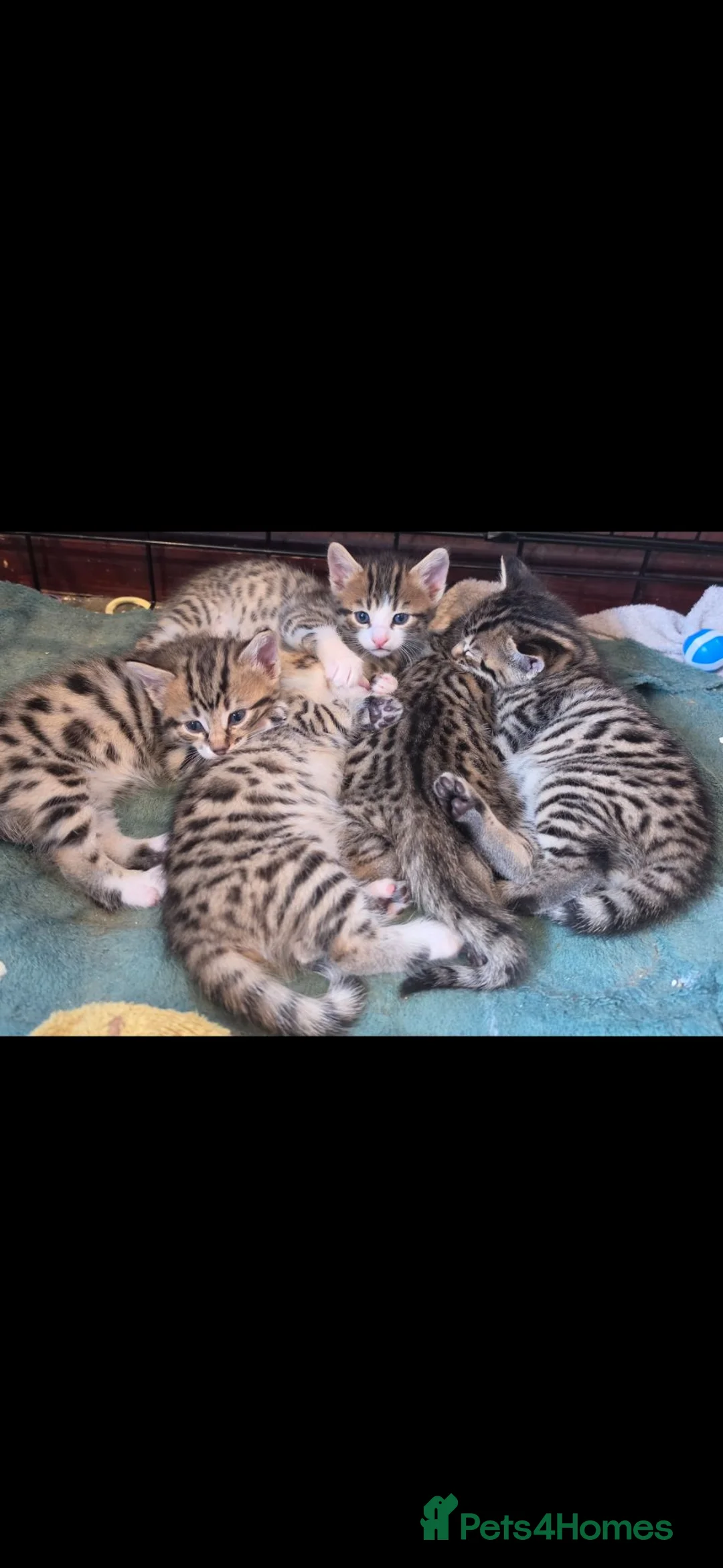 Bengal cats for sale: Beautiful Bengal cross boy - Advert 1