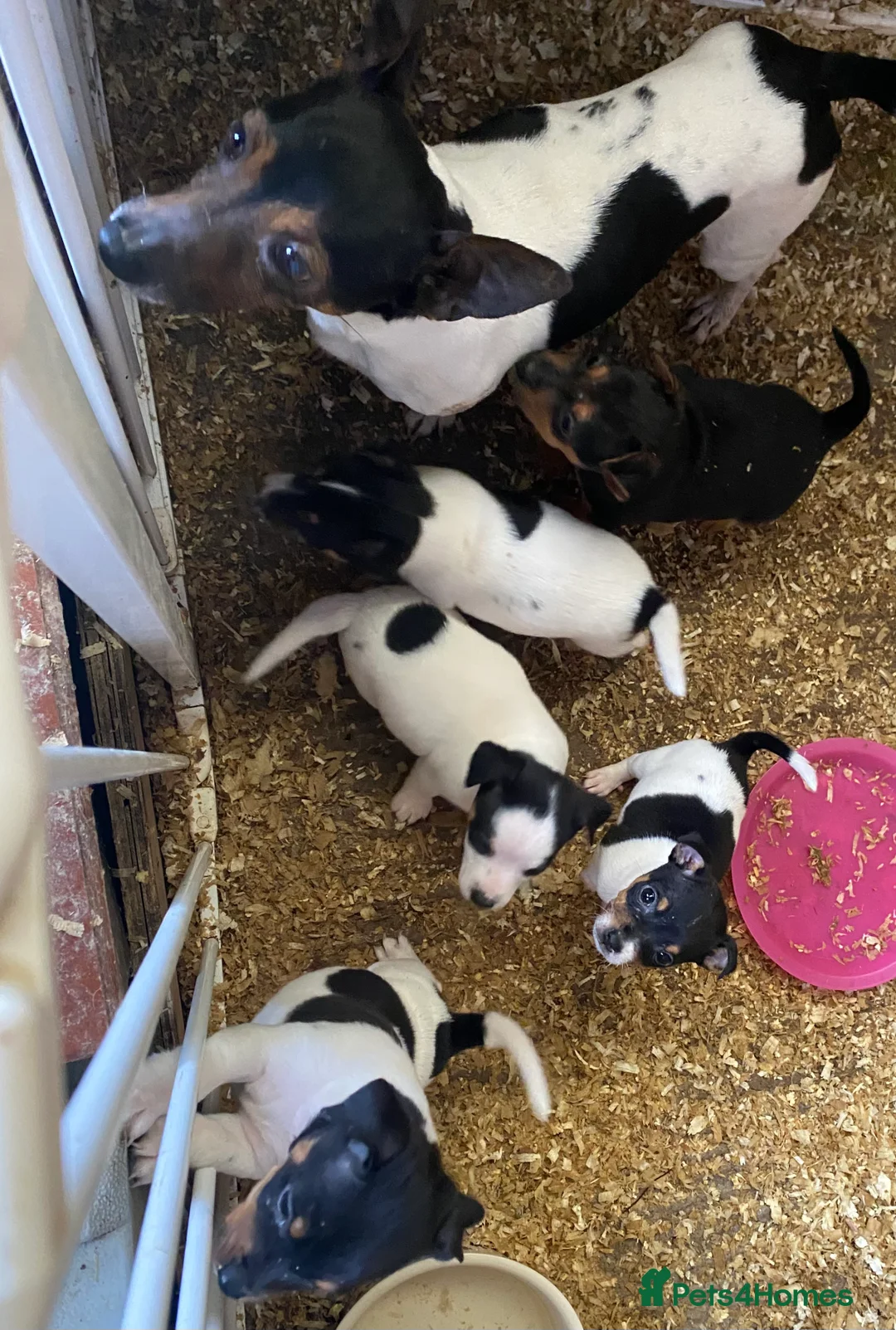 Jack Russell dogs for sale: True to type jack Russel puppies  - Advert 8