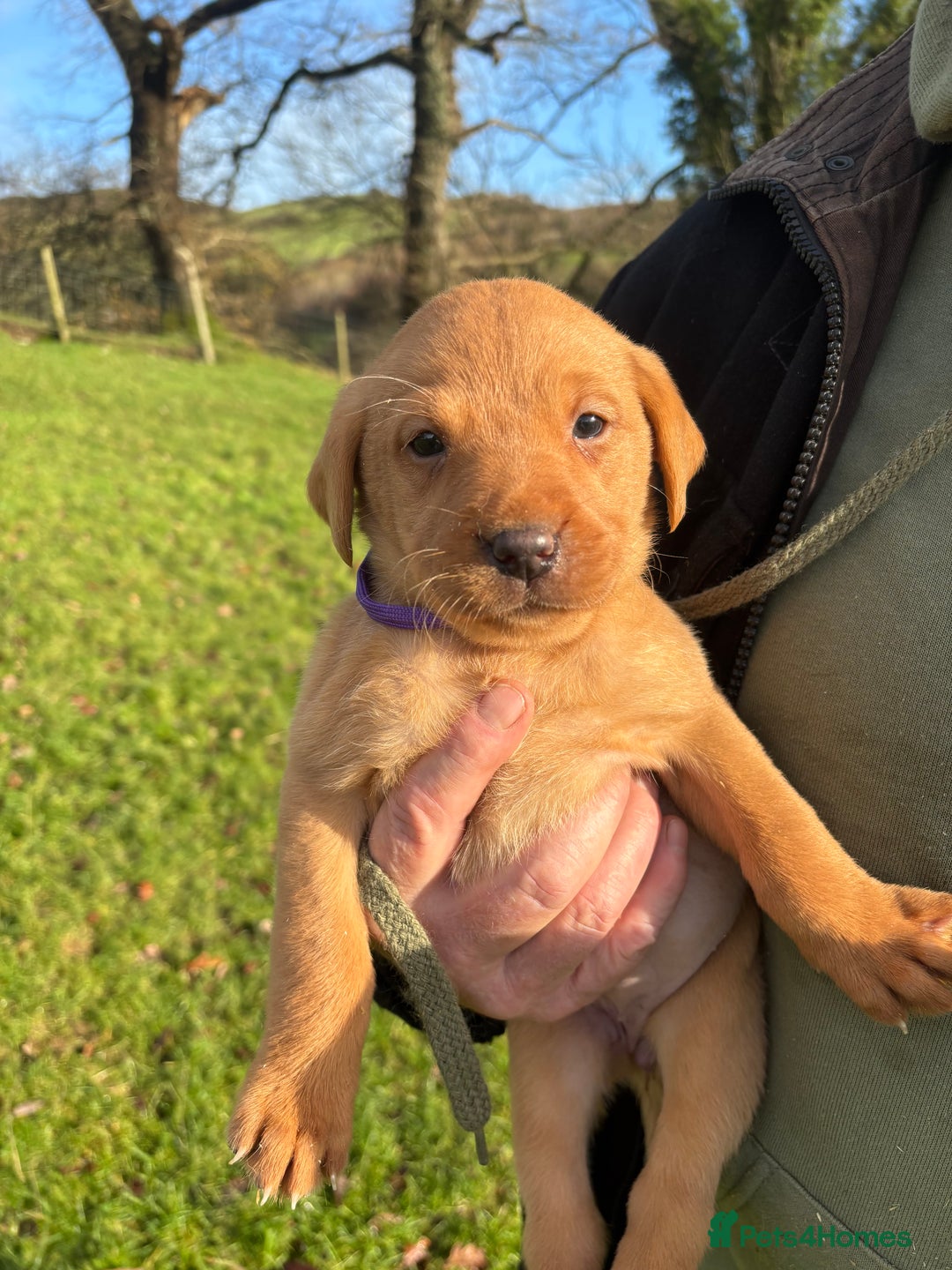 Labrador Retriever dogs for sale: KC Registered Litter of 9 fox red Labrador Puppies - Advert 9