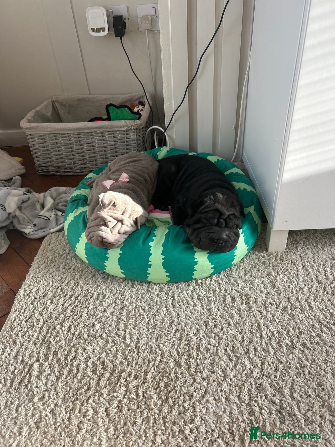 Shar Pei dogs for sale: Shar peis - Image 3