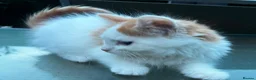 Persian cats for sale: Half perian lovley kittens  - Advert 17