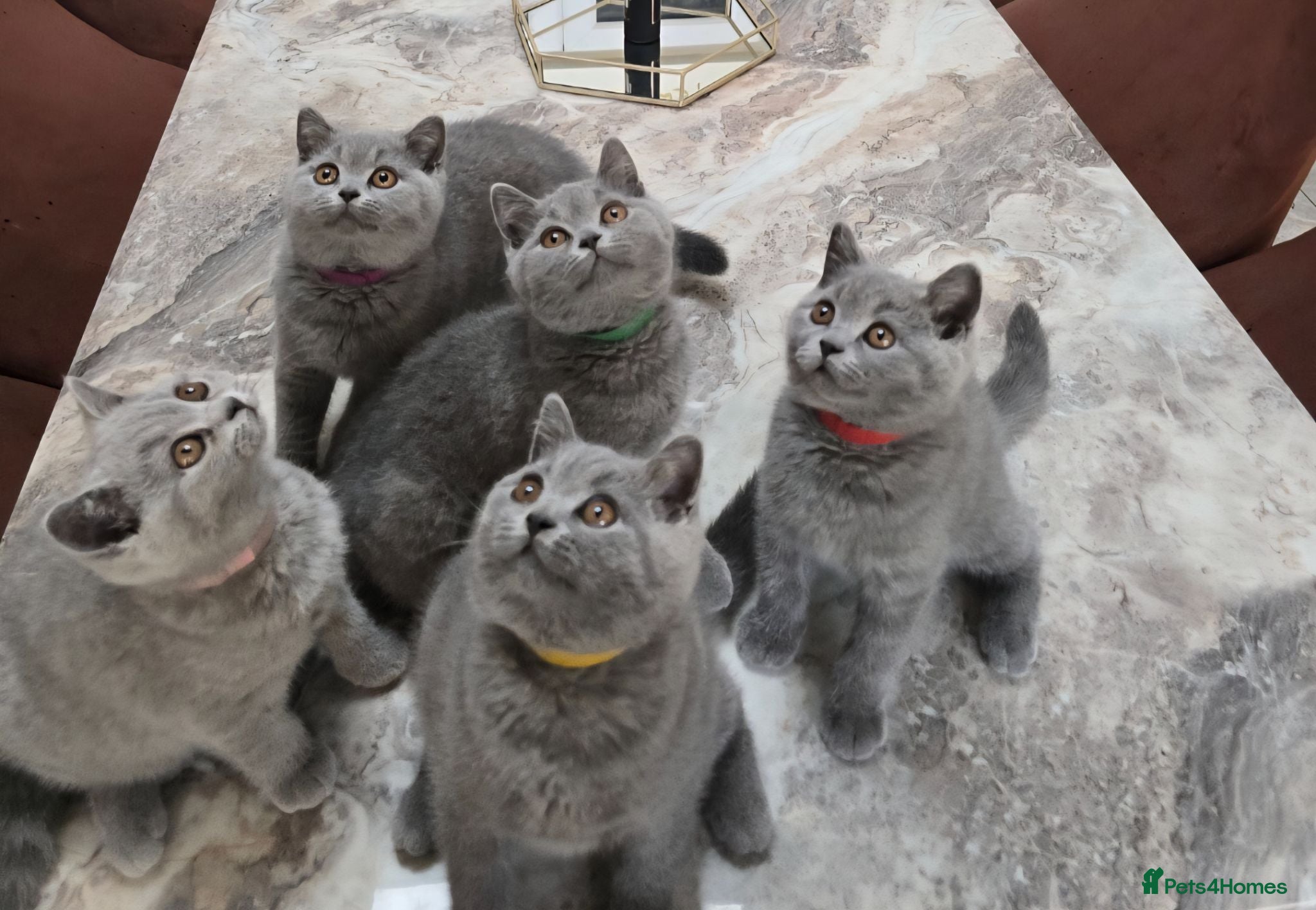 British Shorthair cats Gorgeous Adorable British Short Hair kittens - Advert 2
