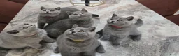 British Shorthair cats for sale: Fully Vaccinated Adorable Gorgeous BSH kittens - Advert 12
