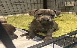 Staffordshire Bull Terrier dogs for sale: Blue Staffordshire bull terrier puppies  - Image 13