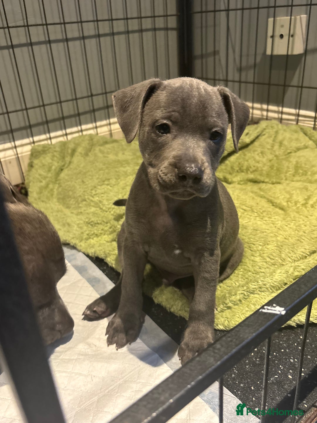 Staffordshire Bull Terrier dogs for sale: Blue Staffordshire bull terrier puppies  - Image 13