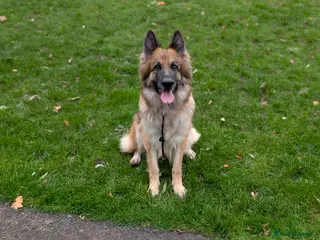 German Shepherd dogs German shepherd puppies due July - Advert 1