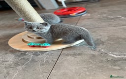 British Shorthair cats for sale: Champion mum & dad litter 1 🩵 & 1 🩷 - Image 4