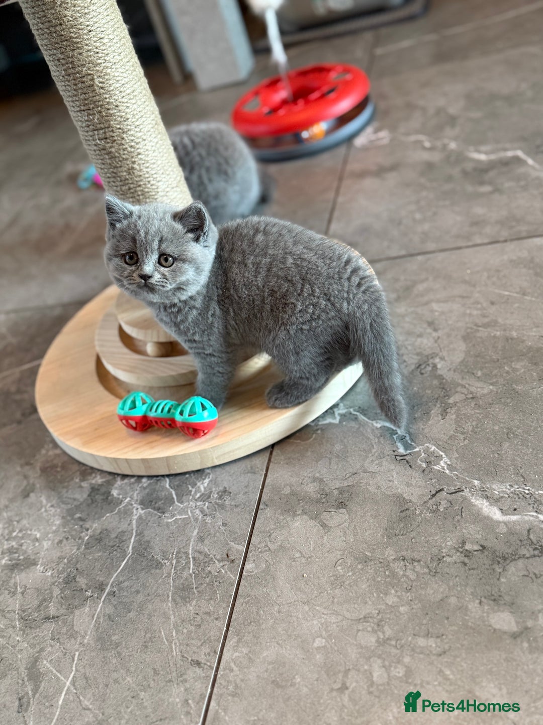 British Shorthair cats for sale: Champion mum & dad litter 1 🩵 & 1 🩷 - Image 4