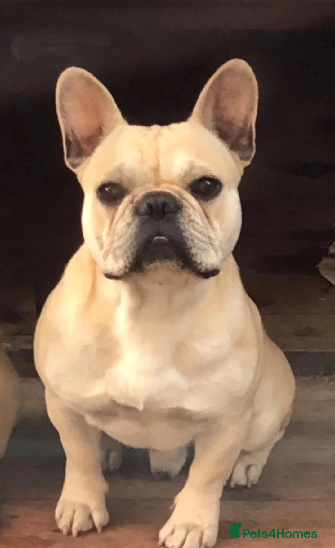French Bulldog dogs for stud: French bulldog stud  - Advert 2