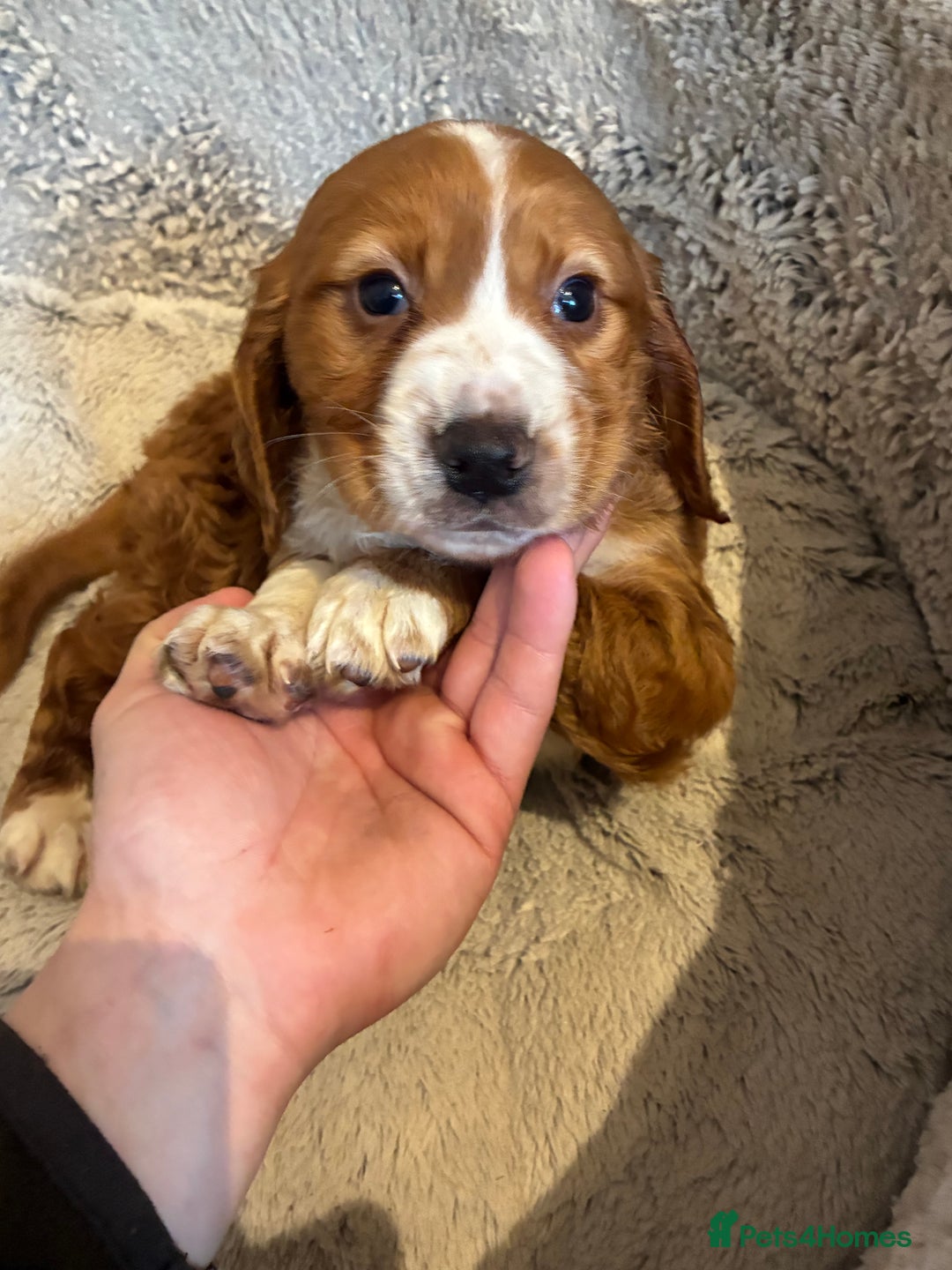 Cocker Spaniel dogs for sale: Cocker spaniel boy - Advert 4