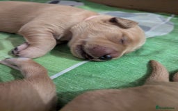 Golden Retriever dogs for sale: Golden retriver puppies (2 girls reserved) - Advert 6