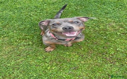 Mixed Breed dogs for sale: Staffy X Dachshund - Image 7