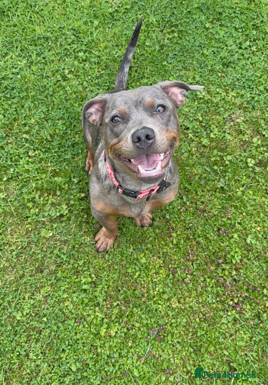 Mixed Breed dogs for sale: Staffy X Dachshund - Image 7