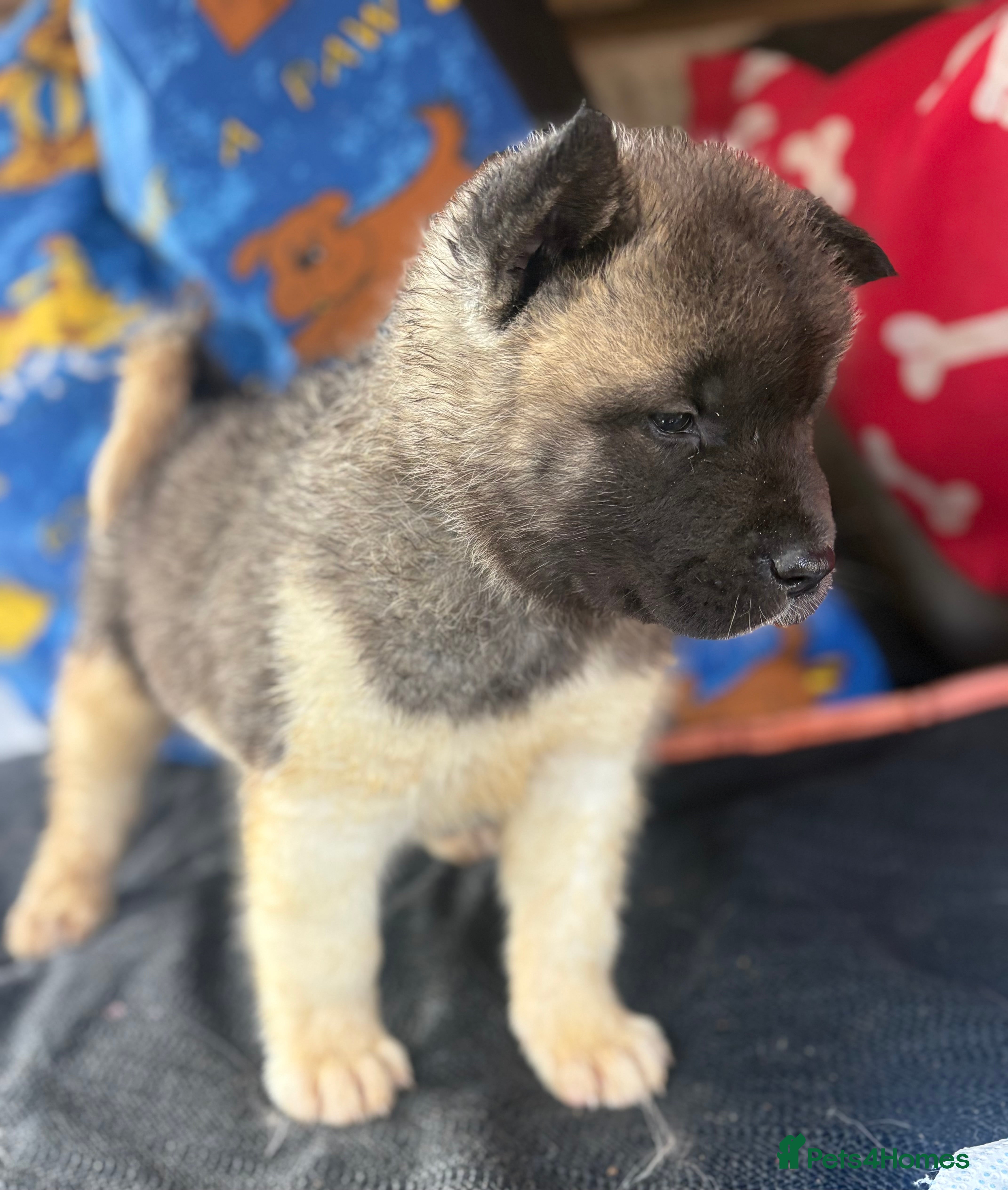 Akita dogs KC registered American Akita Puppies - Advert 2