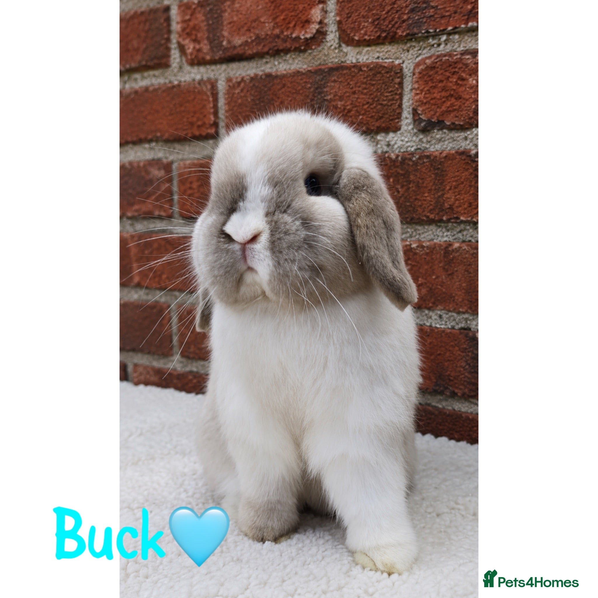 Mini Lop rabbits Pure breed mini lop  - Advert 1