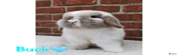 Mini Lop rabbits for sale: Pure breed mini lop  - Advert 1