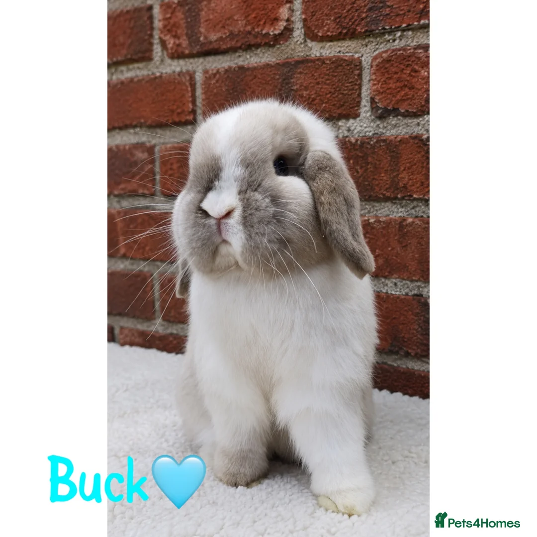 Mini Lop rabbits for sale: Pure breed mini lop  - Advert 1