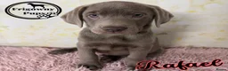 Labrador Retriever dogs for sale: 🩶 Stunning Silver Labrador Puppies 🩶 - Advert 13