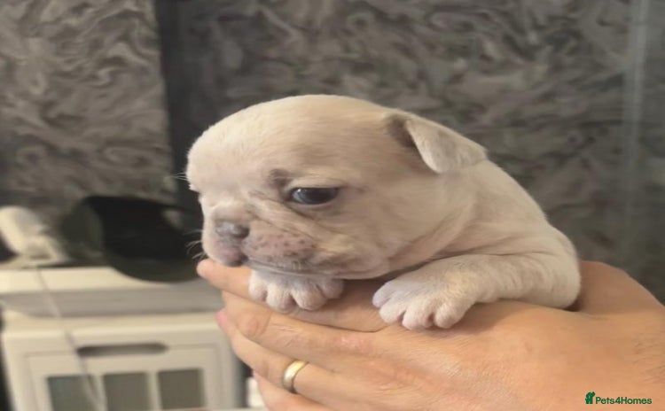 French Bulldog dogs - Advert 2