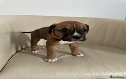 Mixed Breed dogs for sale: Cane Corso/boxer X Dogue de Bordeaux  - Image 11