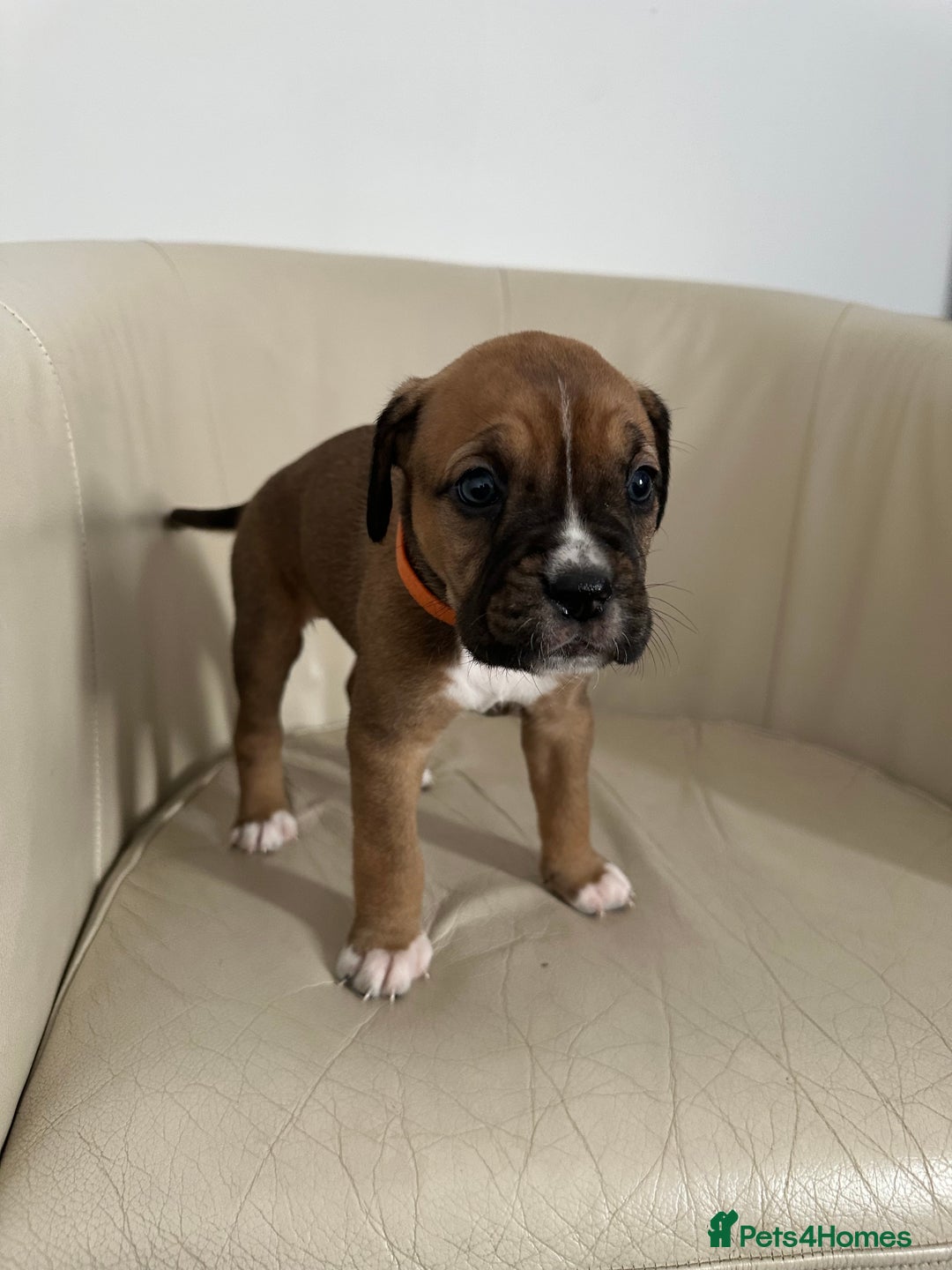 Mixed Breed dogs for sale: Cane Corso/boxer X Dogue de Bordeaux  - Image 11