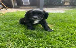 Cocker Spaniel dogs for sale: Working Cocker Spaniel Puppies - Image 7
