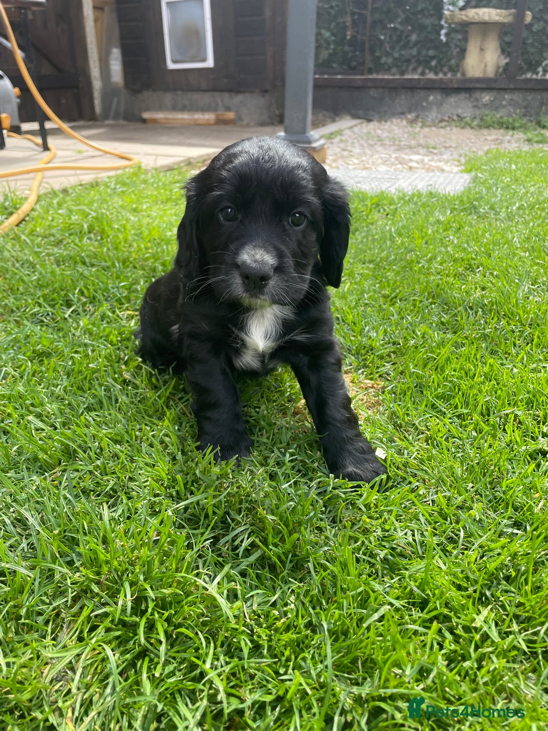 Cocker Spaniel dogs for sale: Working Cocker Spaniel Puppies - Image 7