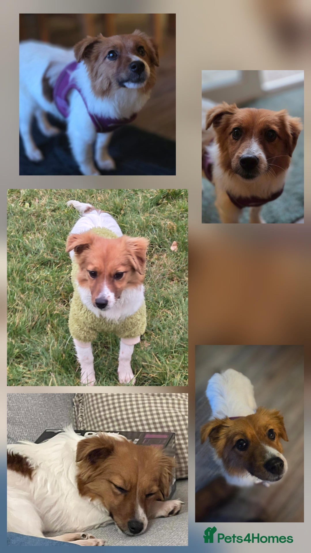 Mixed Breed dogs for adoption: Beautiful Clever Jess - Advert 2