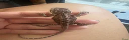 Bearded Dragon reptiles for sale: Friendly baby dragons - Advert 11