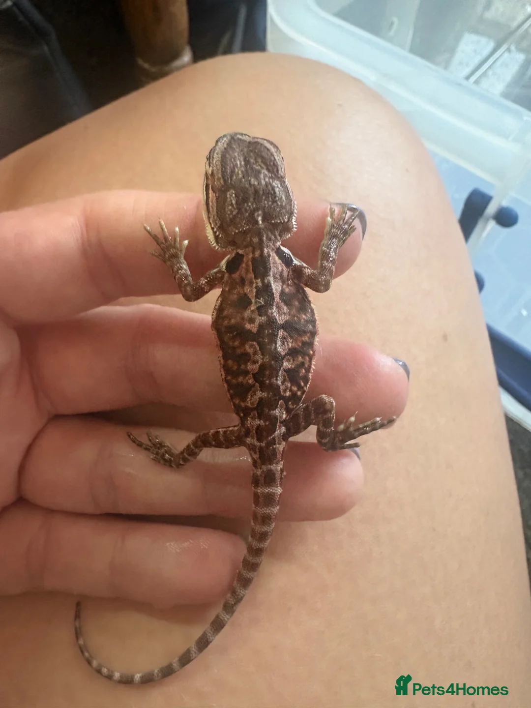 Bearded Dragon reptiles for sale: Friendly baby dragons - Advert 11