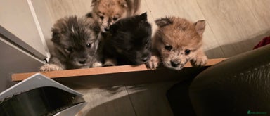 Mixed Breed dogs Adorable Merle Chowski's for sale - Advert 1