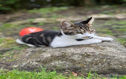 Mixed Breed cats for sale: 7 months old kitten in Leeds - Image 4