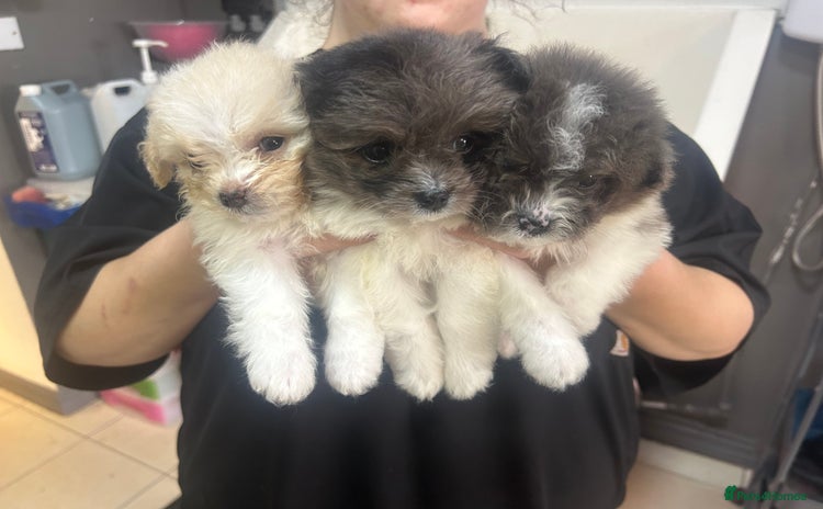 Mixed Breed dogs - Advert 1