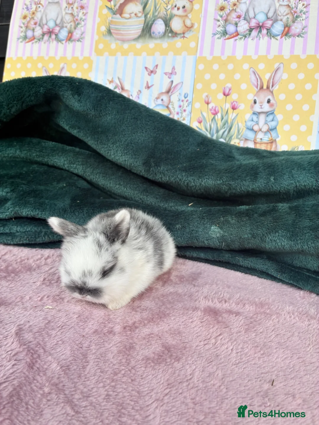 Mini Lop rabbits for sale: MINI LOPS🌸💙 - Advert 10