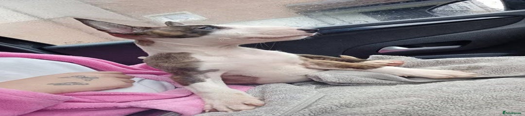 English Bull Terrier Puppy 1