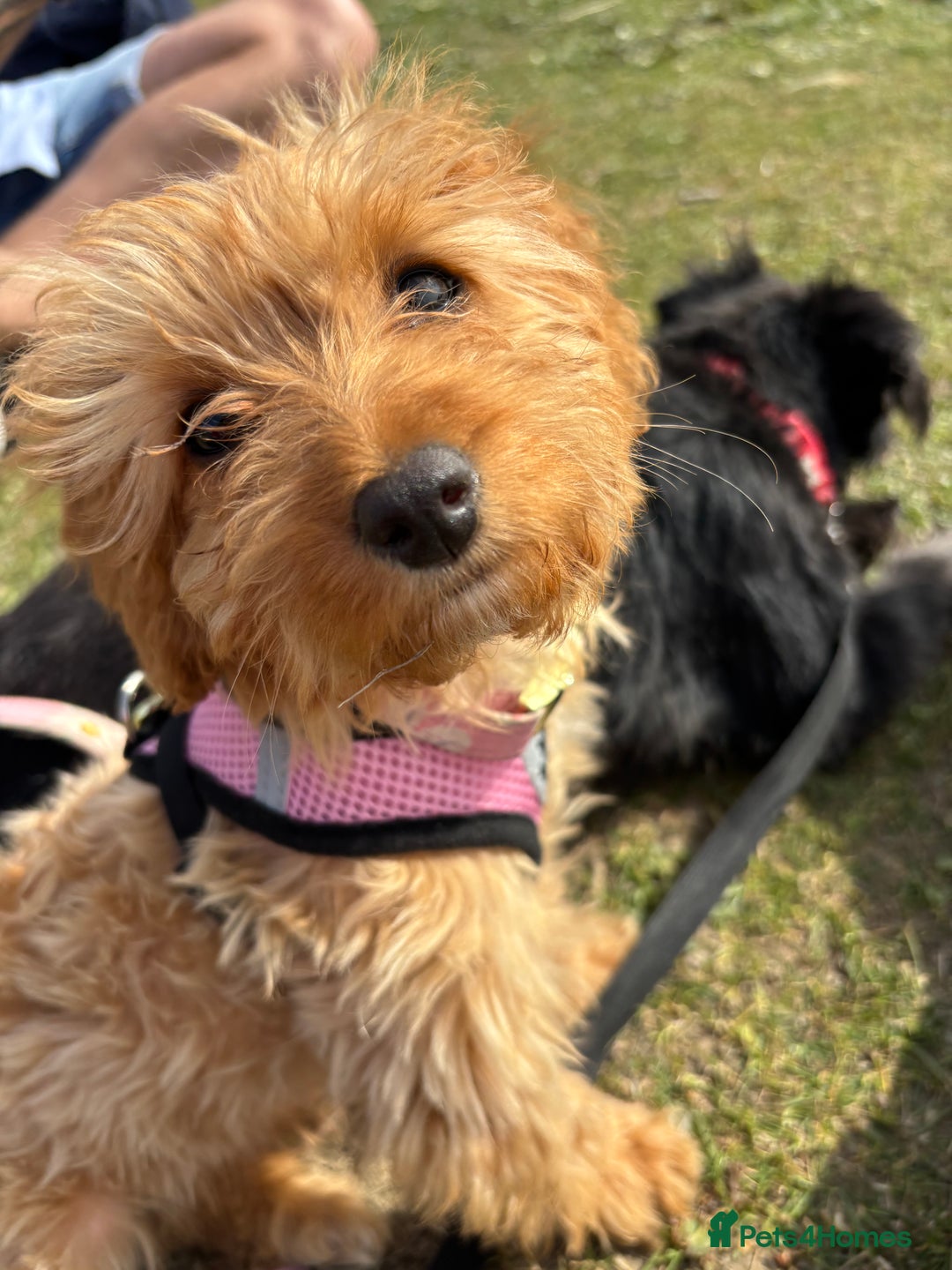 Cockapoo dogs for sale: Cockapoo - Advert 2