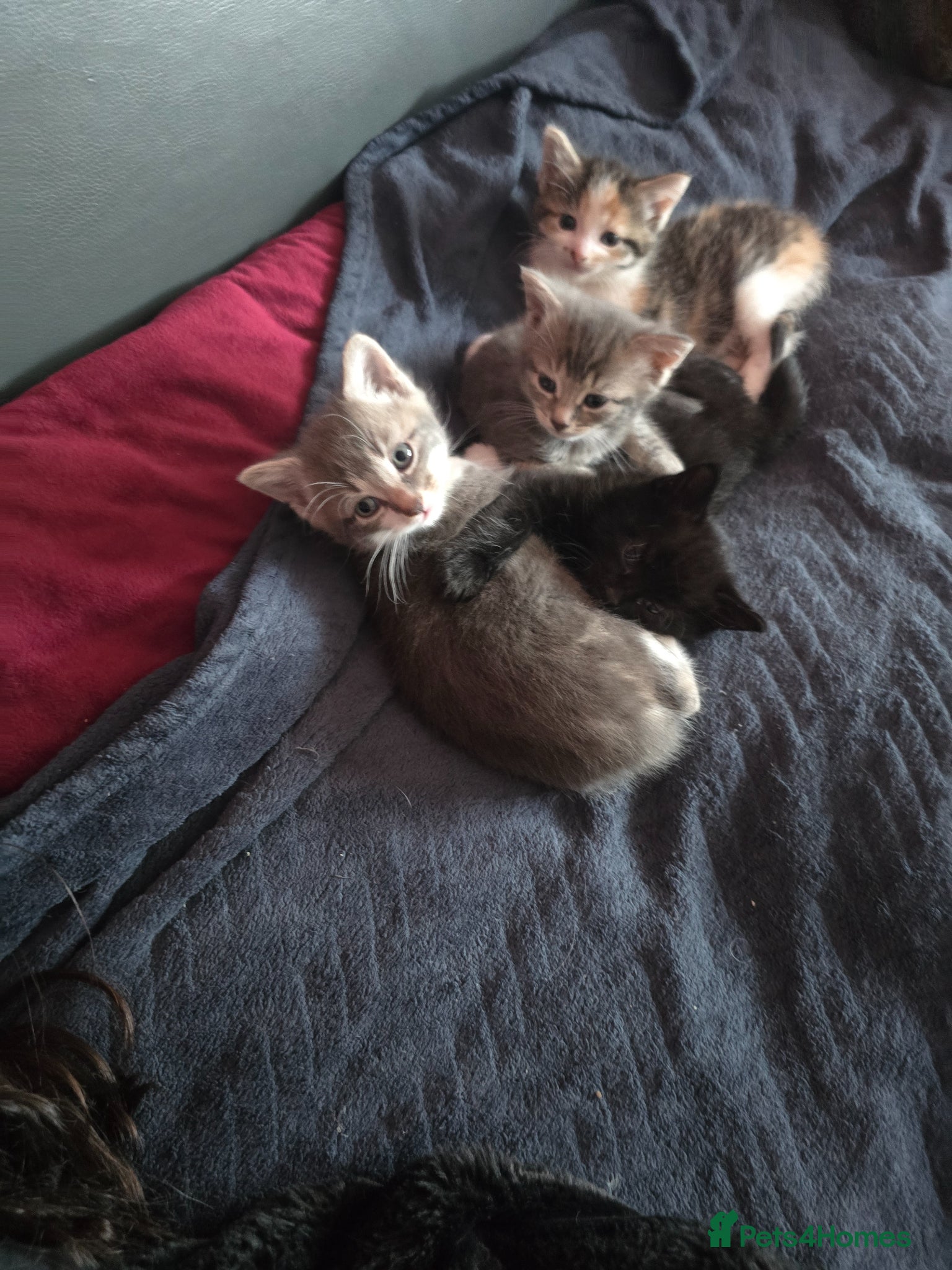 British Longhair cats Little beautiful kittens - Advert 1