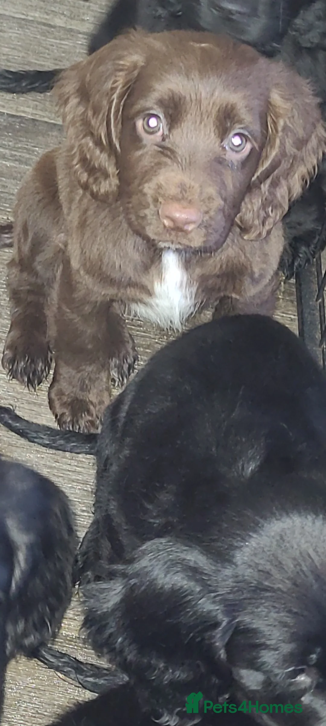 Sprocker dogs for sale: Last male sprocker fully vaccinated  - Advert 2