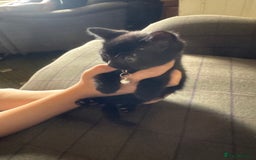 Mixed Breed cats for sale: 3 black British short haired x ragdoll kittens - Image 10